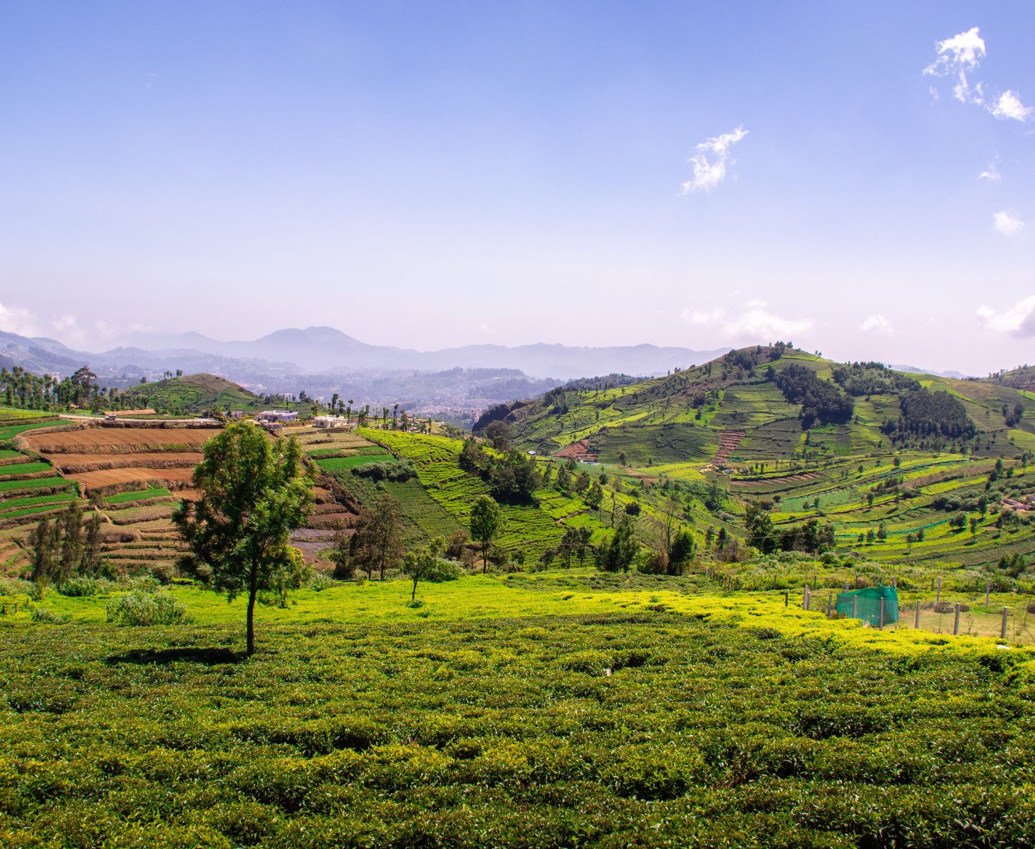 COONOOR